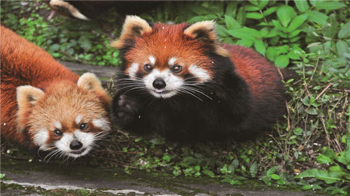 重慶動物園