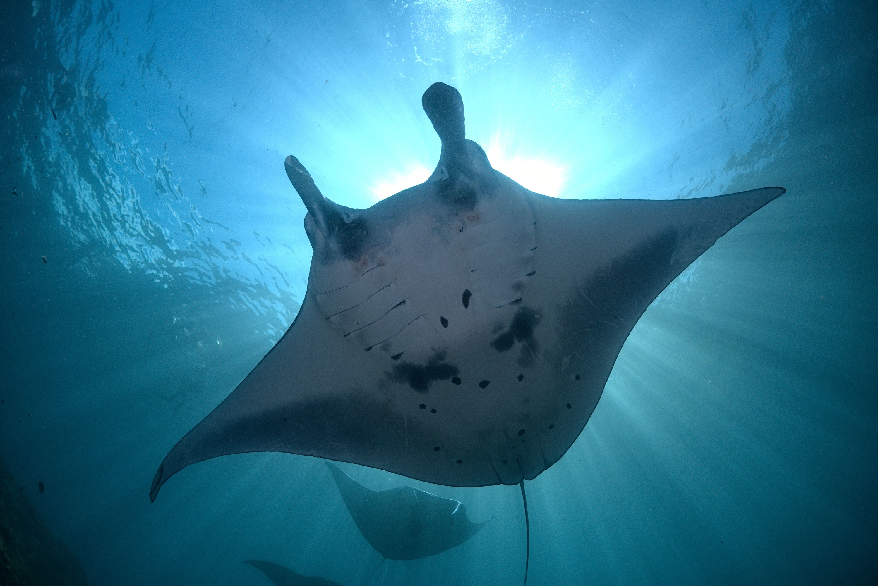 Fun Diving Experience in Nusa Penida with Karma Diving