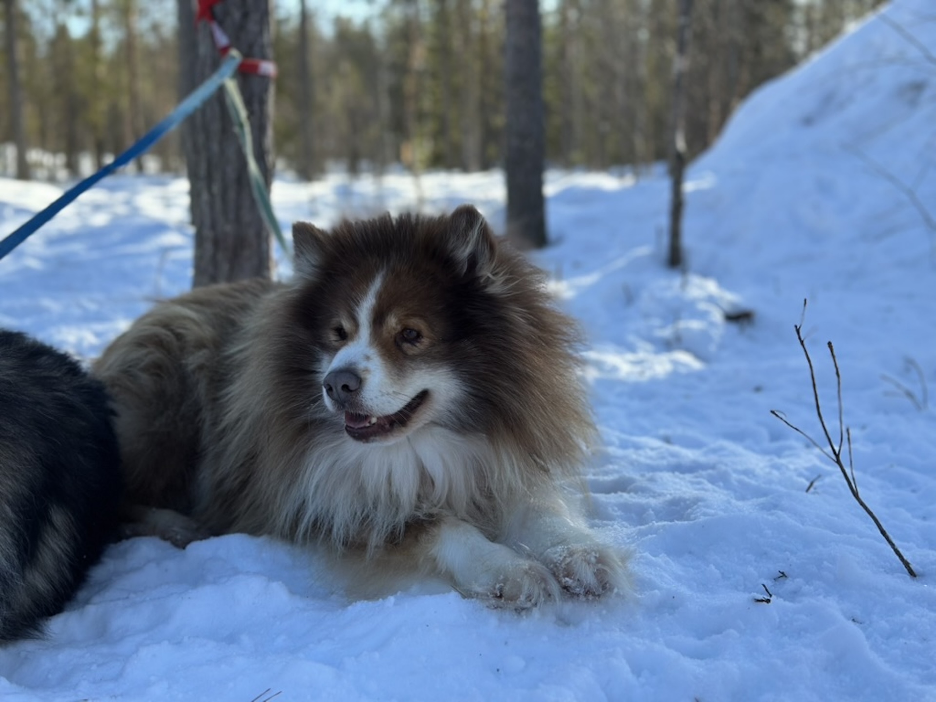 在農場與可愛的哈士奇相見歡,近距離感受牠們活潑好動的滿滿活力。 在農場與可愛的哈士奇相見歡,近距離感受牠們活潑好動的滿滿活力。