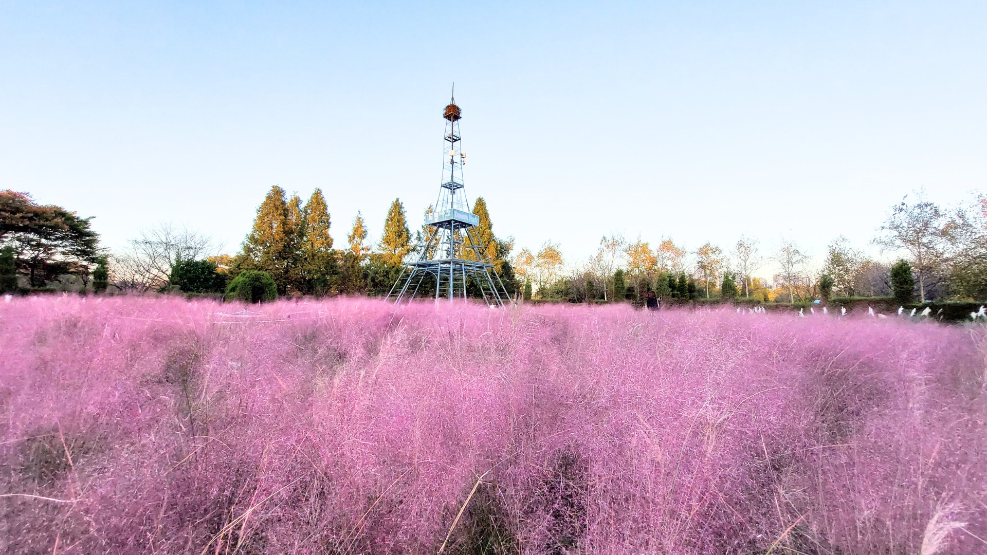 京畿/仁川秋季賞楓賞花一天團 楊州 Nari 公園/仁川夢想公園+斜坡滑車+傳燈寺+正西津+馬場湖水+Starfield+恩平韓屋村