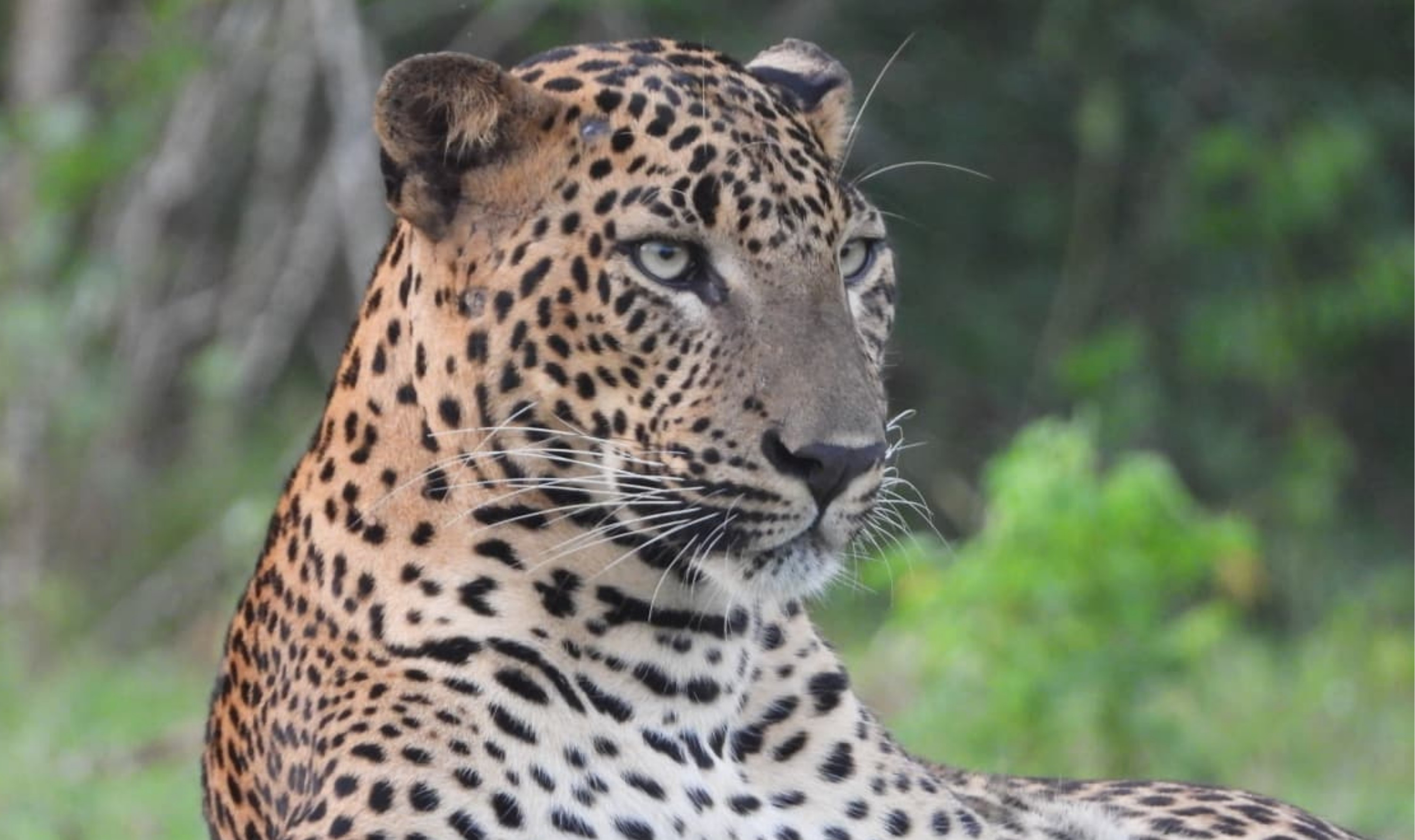 Yala National Park Half-day Wildlife & Safari Tour