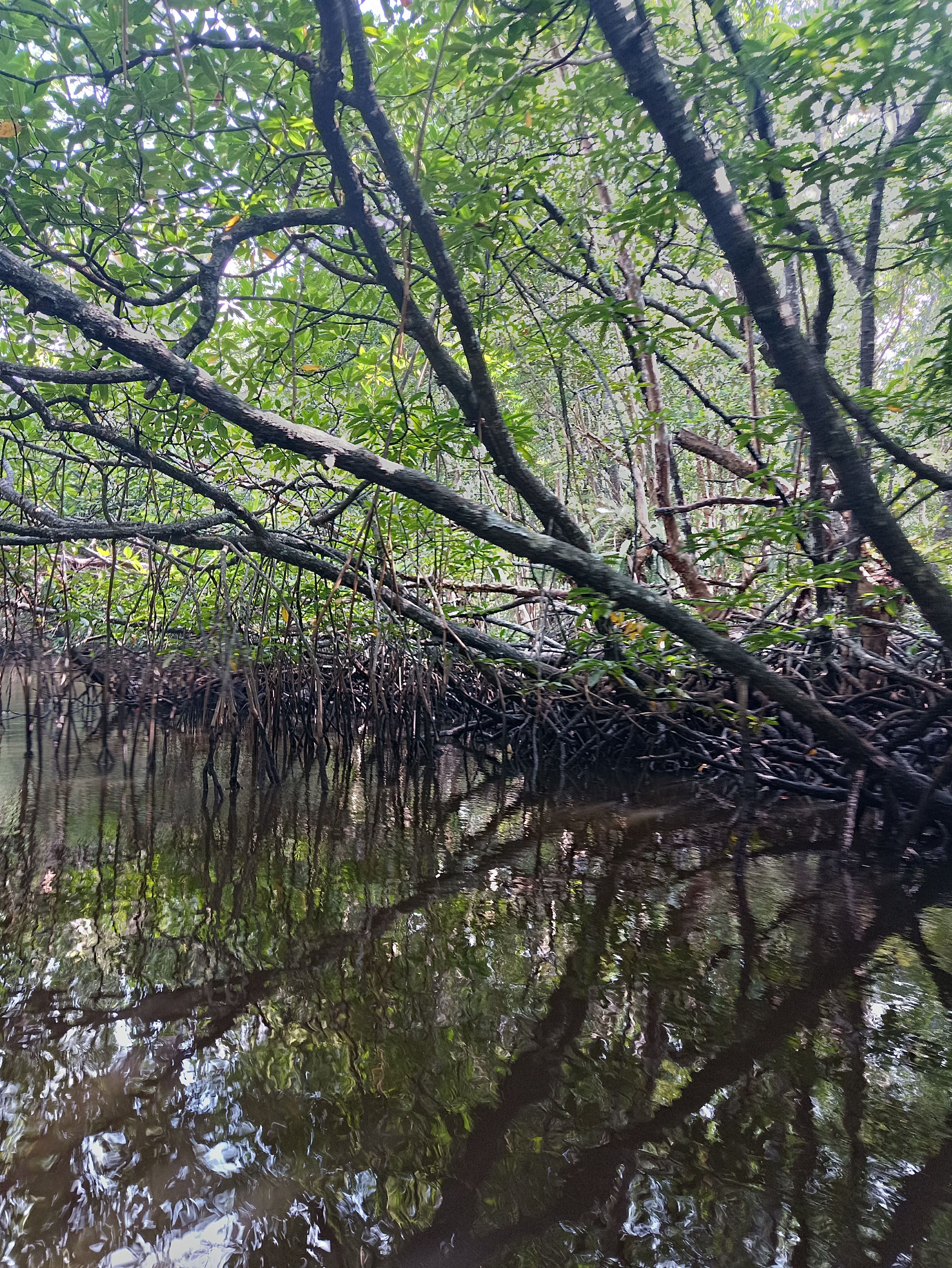 1-Hour Bintan Mangrove or Fireflies Tour