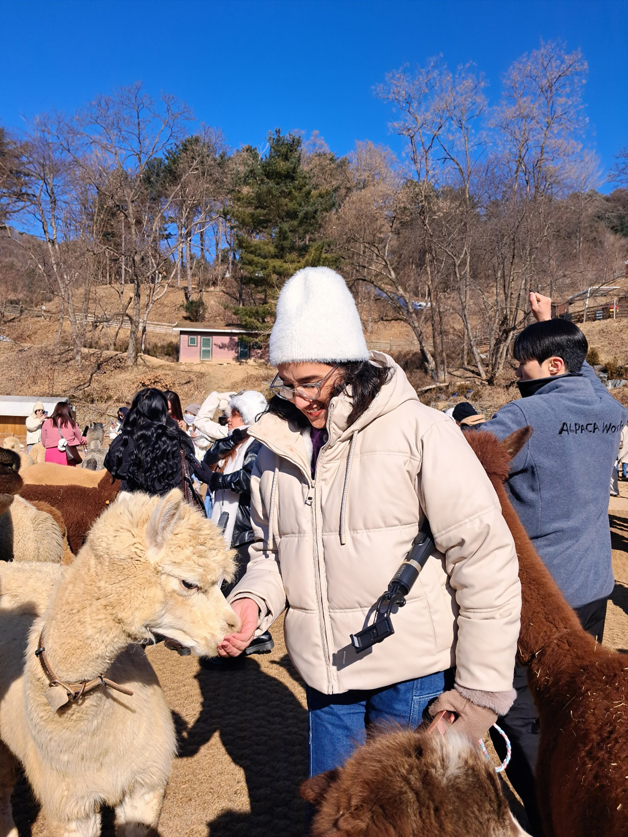 在白雪皚皚的夢幻世界中，親手餵食並撫摸這些可愛的羊駝。