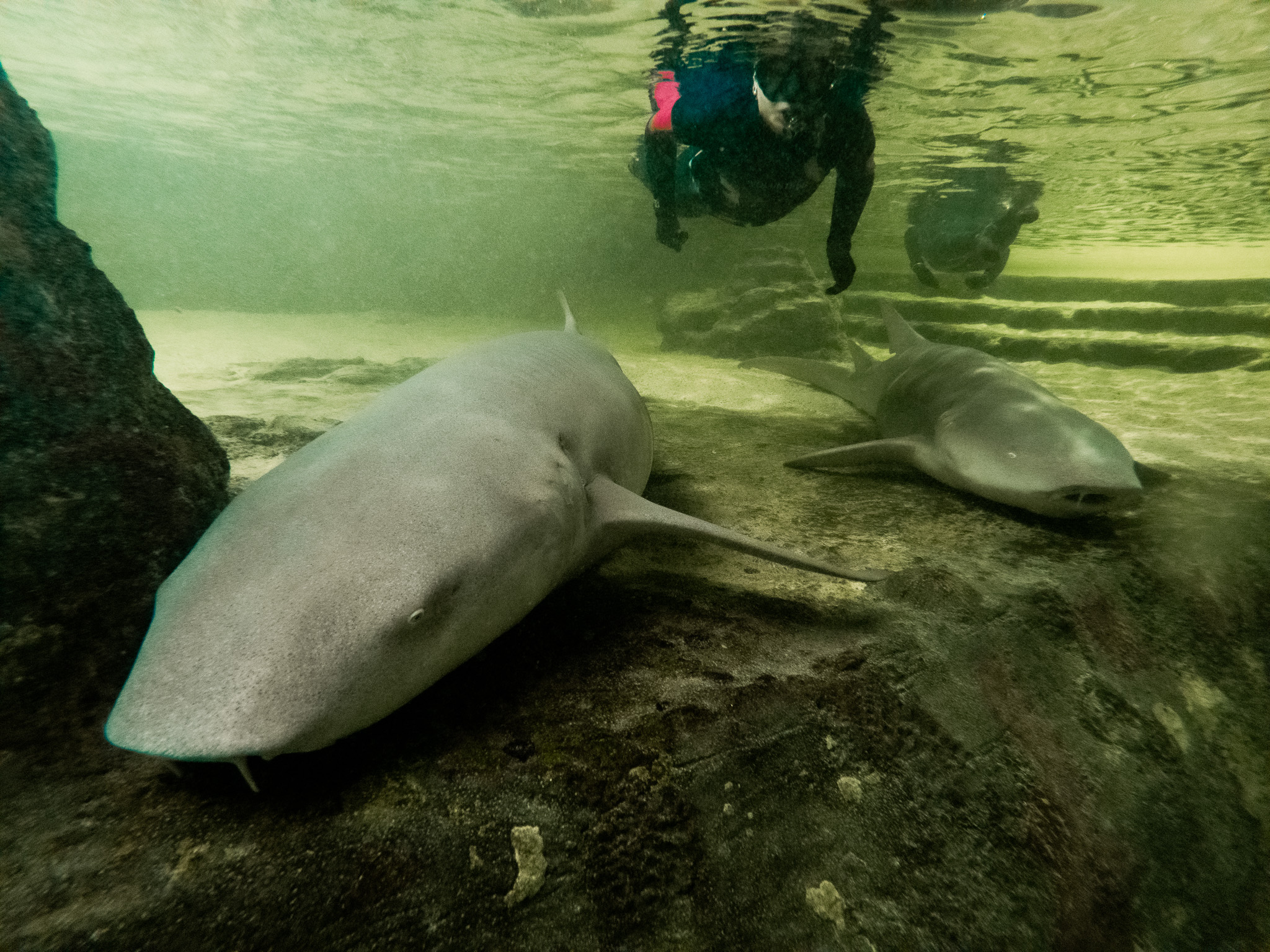 Snorkel with our Tawny Nurse Sharks and more for 30 minute, all equipment included.