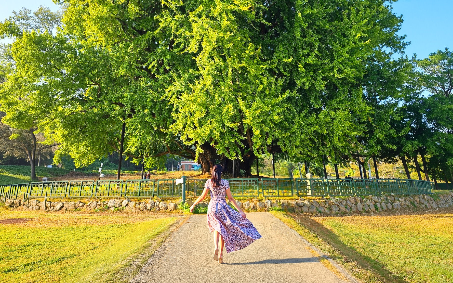 Bangye-ri Ginkgo Tree Day Tour from Seoul:  Wonju & Sogeumsan Cable