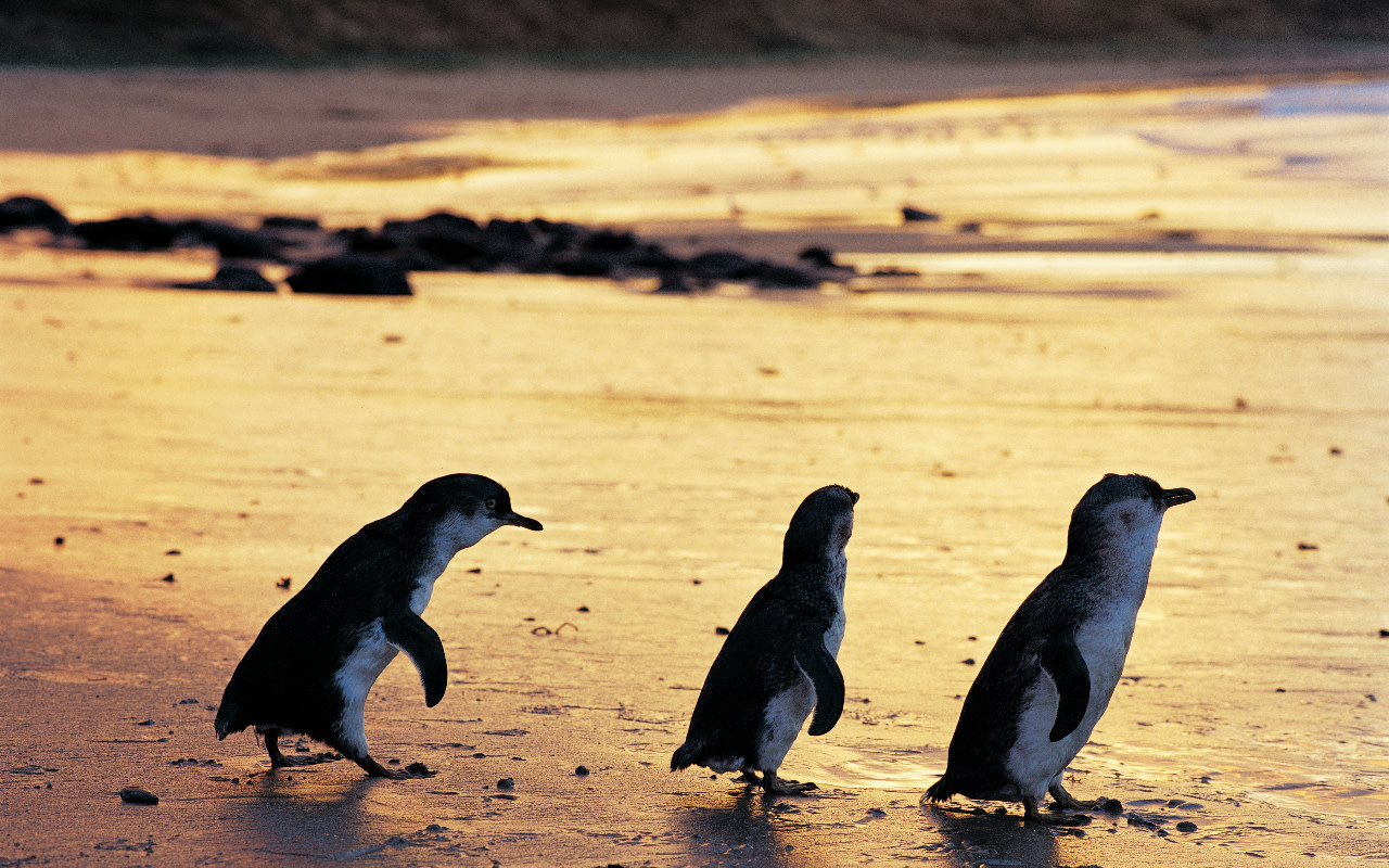 夕陽為天空染上色彩,企鵝們也陸續返回沙穴。 夕陽為天空染上色彩,企鵝們也陸續返回沙穴。