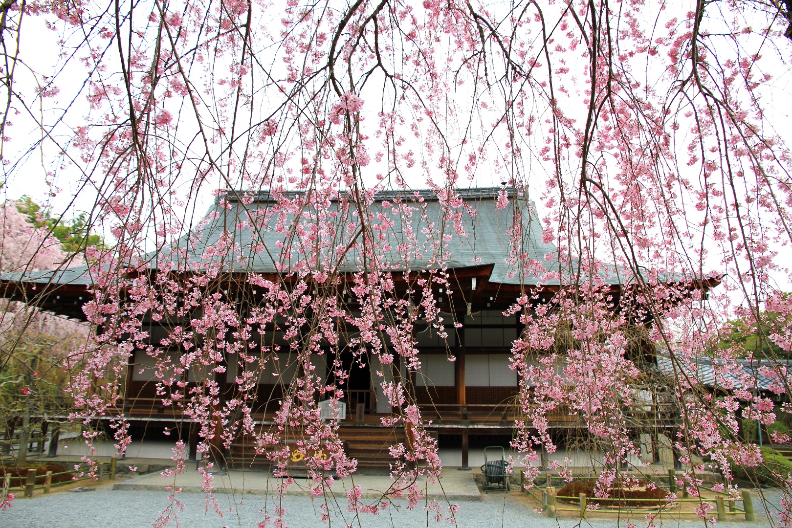 春季的天龍寺 春季的天龍寺