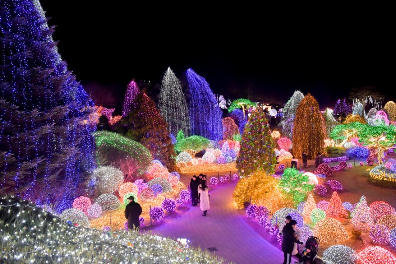 冬季限定 - 晨靜樹木園內多達10,000個燈泡，打造夢幻般的燈光節。夢幻般的燈光世界是韓國冬季必遊之地！