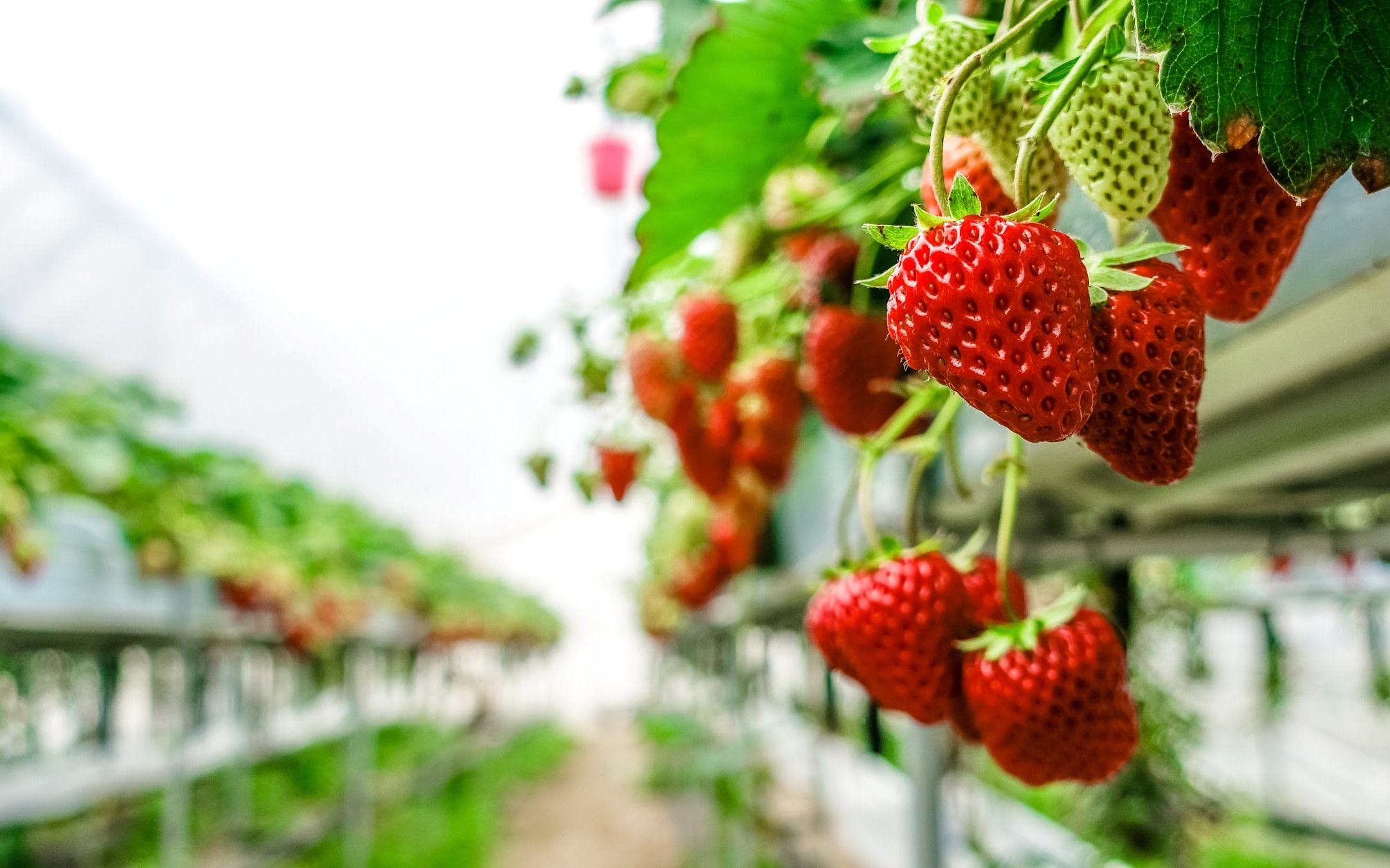Seasonal Mt. Fuji Scenic Views, Fruit Picking and Ropeway!