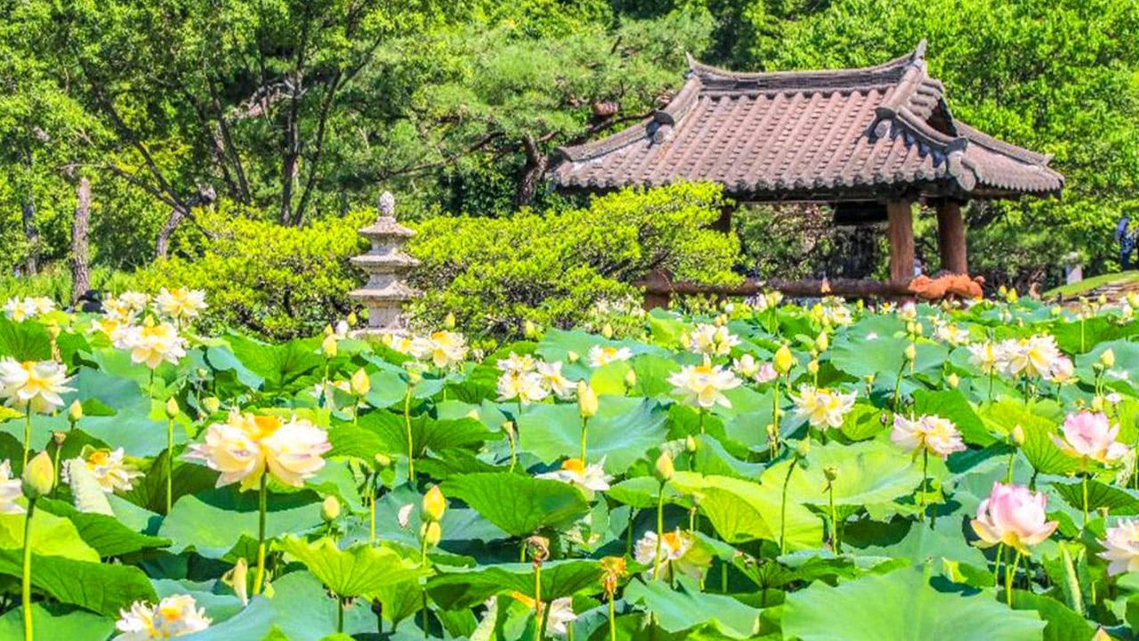 蓮花池四季皆能映照出優雅景致,是您靜心放鬆的完美休憩之所。 蓮花池四季皆能映照出優雅景致,是您靜心放鬆的完美休憩之所。