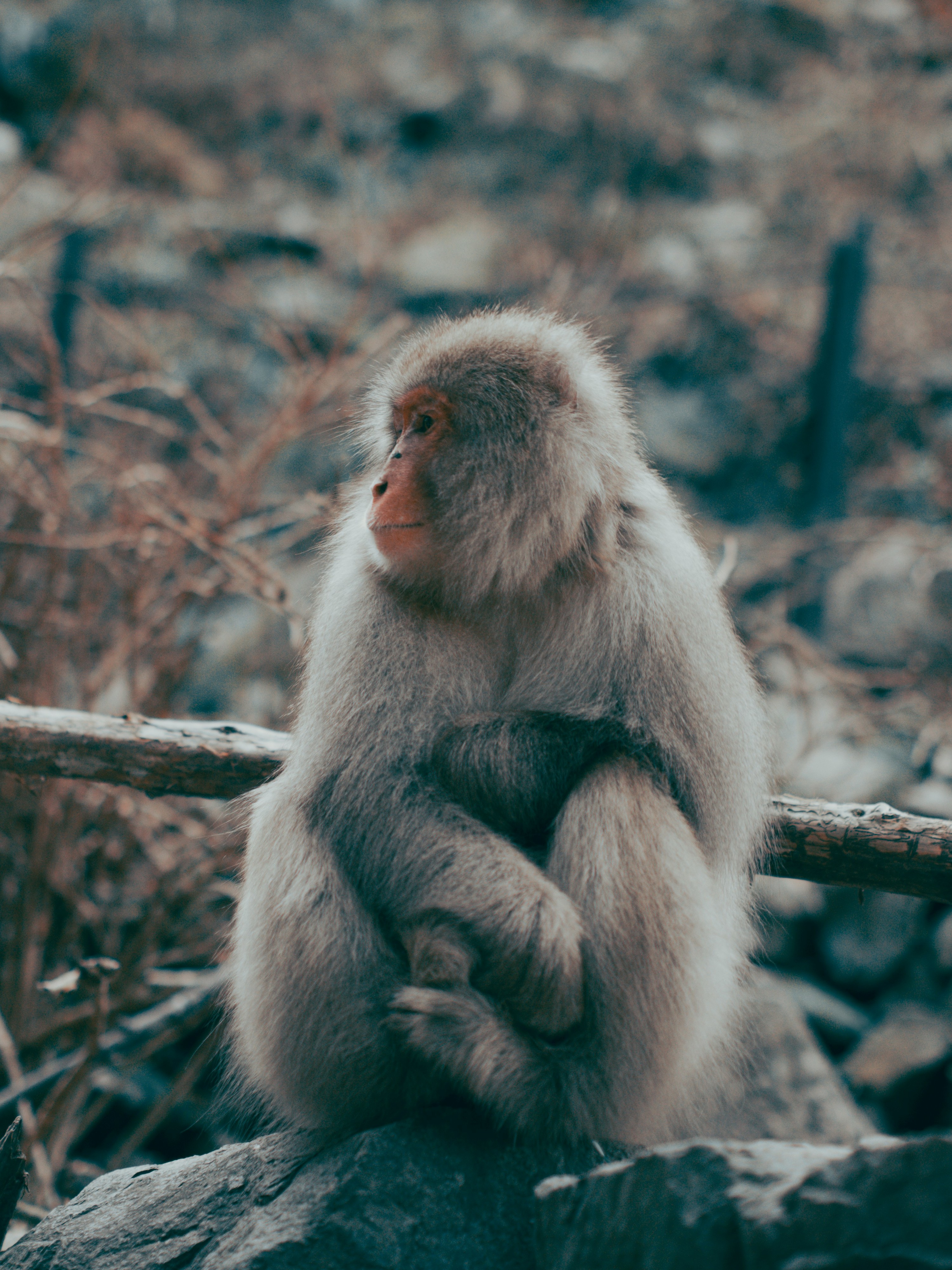 Nagano Snow Monkey Park Full-Day Private Guided Tour