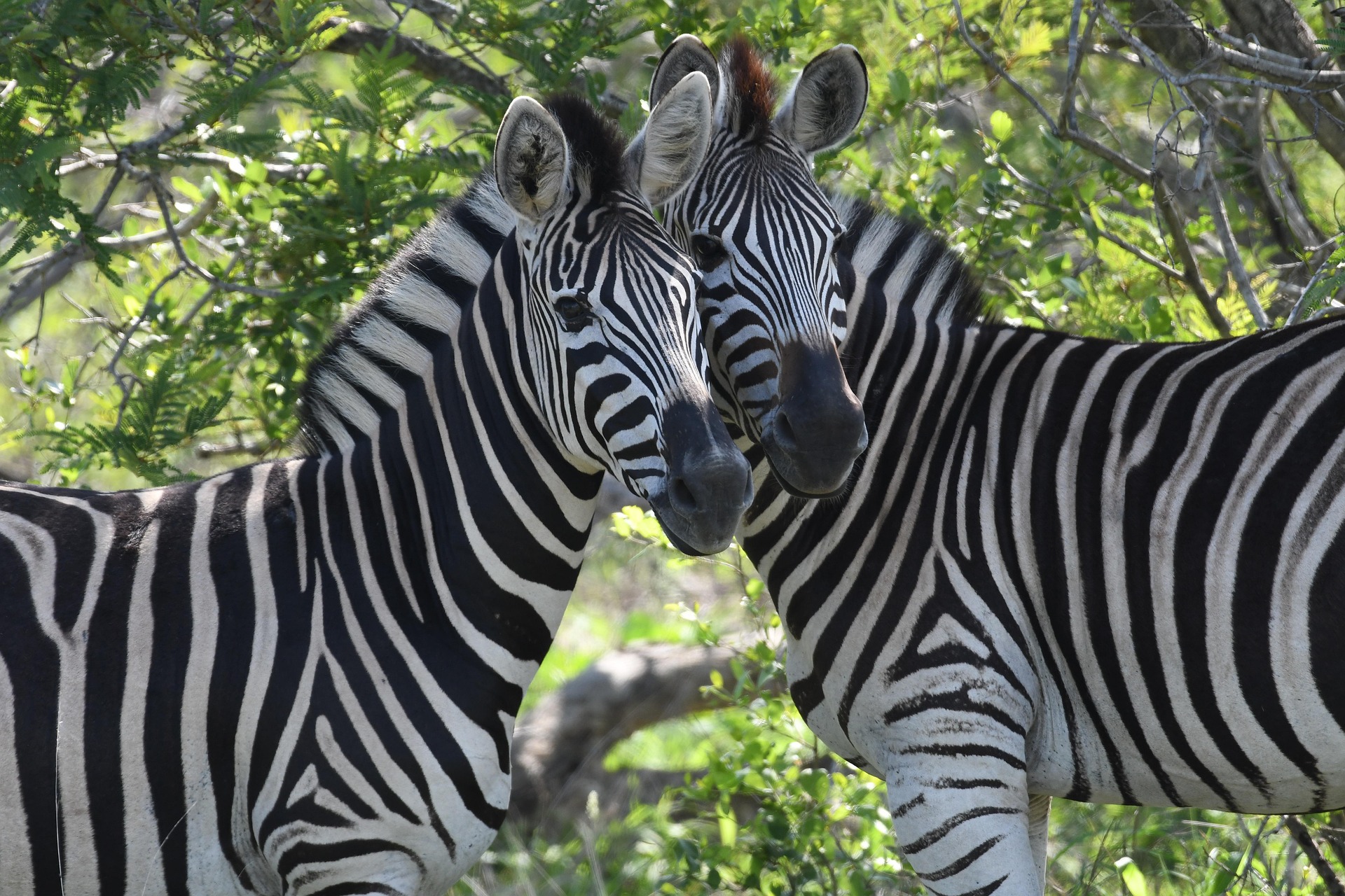 zebra family
