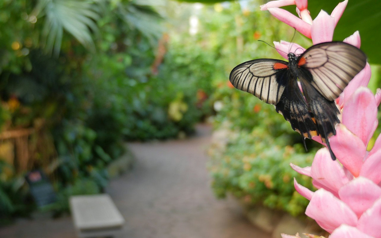 Victoria Butterfly Gardens Ticket