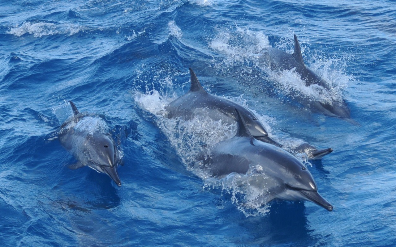 Dolphin Watching & Snorkeling Experience with Lunch 