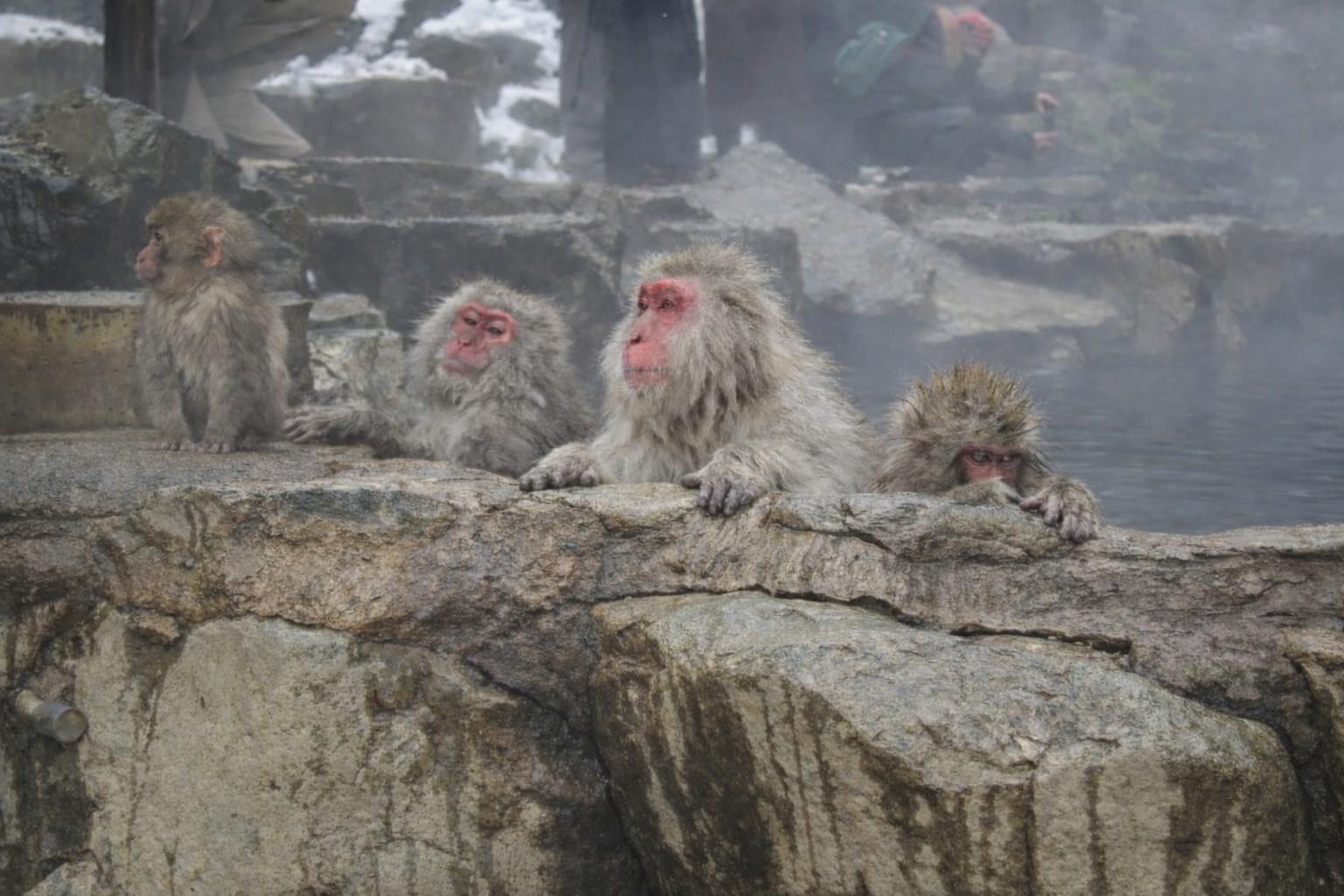 도쿄 젠코지 절 & 지고쿠다니 원숭이 공원 자연 프라이빗 일일 투어