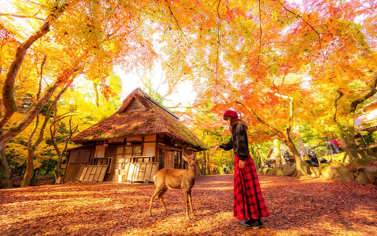 Kyoto & Nara: Kiyomizu-dera Temple & Fushimi Inari-taisha Shrine & Nara Park Day Trip