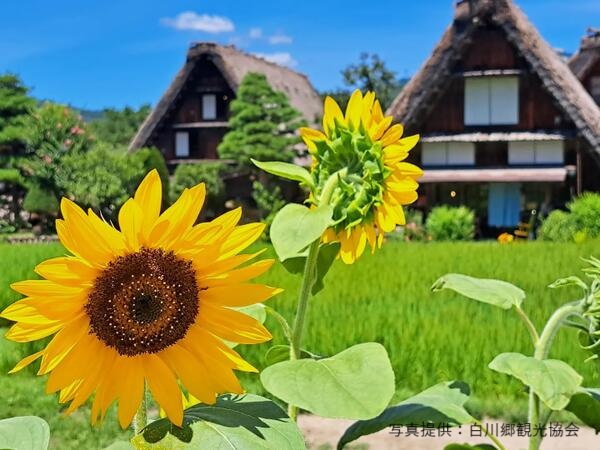 夏季白川鄉 ©白川鄉觀光協會