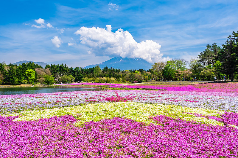 Season Special: Private Mt. Fuji Shibazakura Spring Tour (Depart from Tokyo)