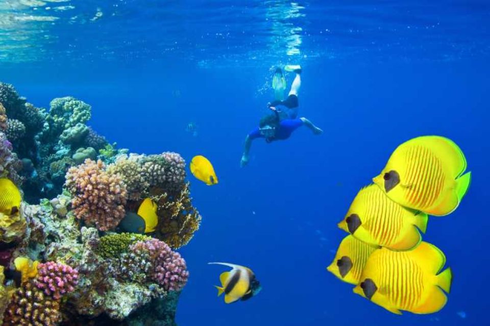 赫爾格達：橘子島潛水與浮潛之旅（含午餐）