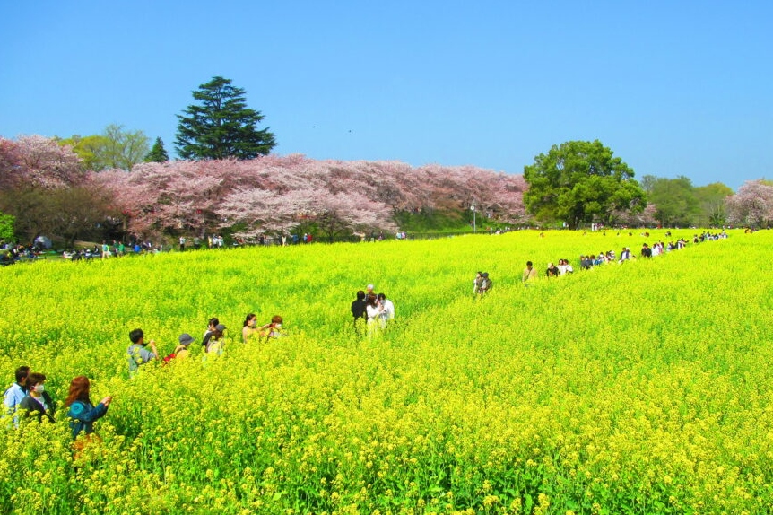 樱花季限定｜权现堂樱堤＆小江户川越＆三井Outlet一日游｜东京出发