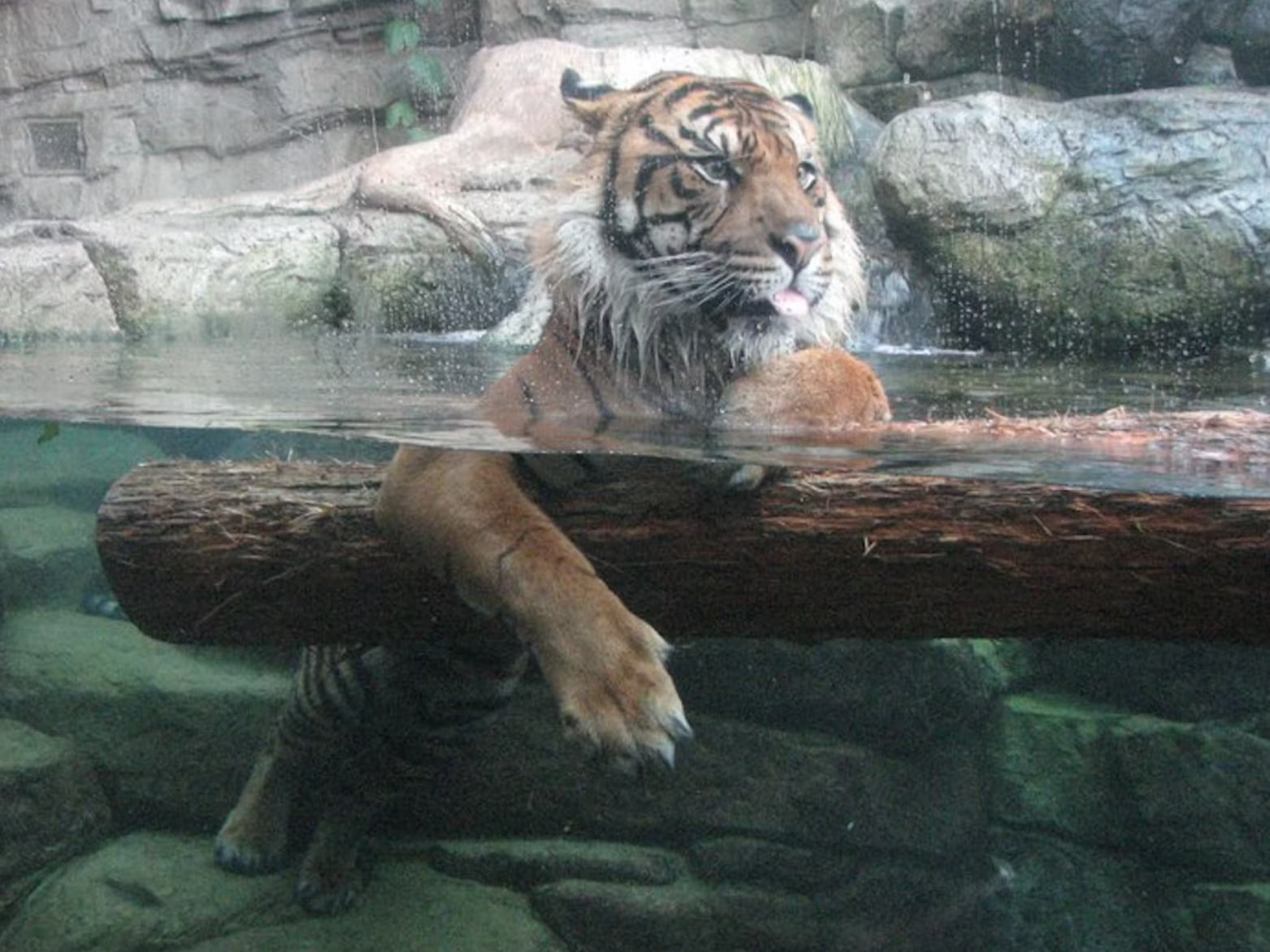 Witness the rare and powerful sight of a tiger taking a swim, an unforgettable encounter
