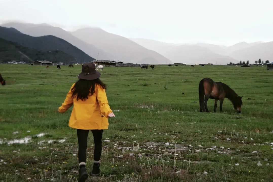 11:00 Go to [Napahai Yila Grassland] to start our [horse riding experience] today. Yila Grassland is located in the northwest of Shangri-La County and is a beautiful grassland in the Shangri-La area. Yila Grassland and Napahai are actually one and the sam