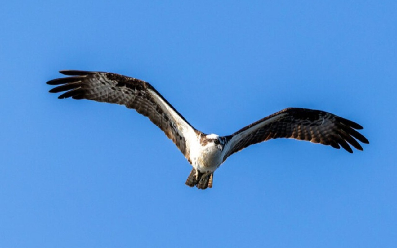 探索當地豐富的鳥類生態，包含在波光粼粼的海灣水域上空盤旋捕食的魚鷹。