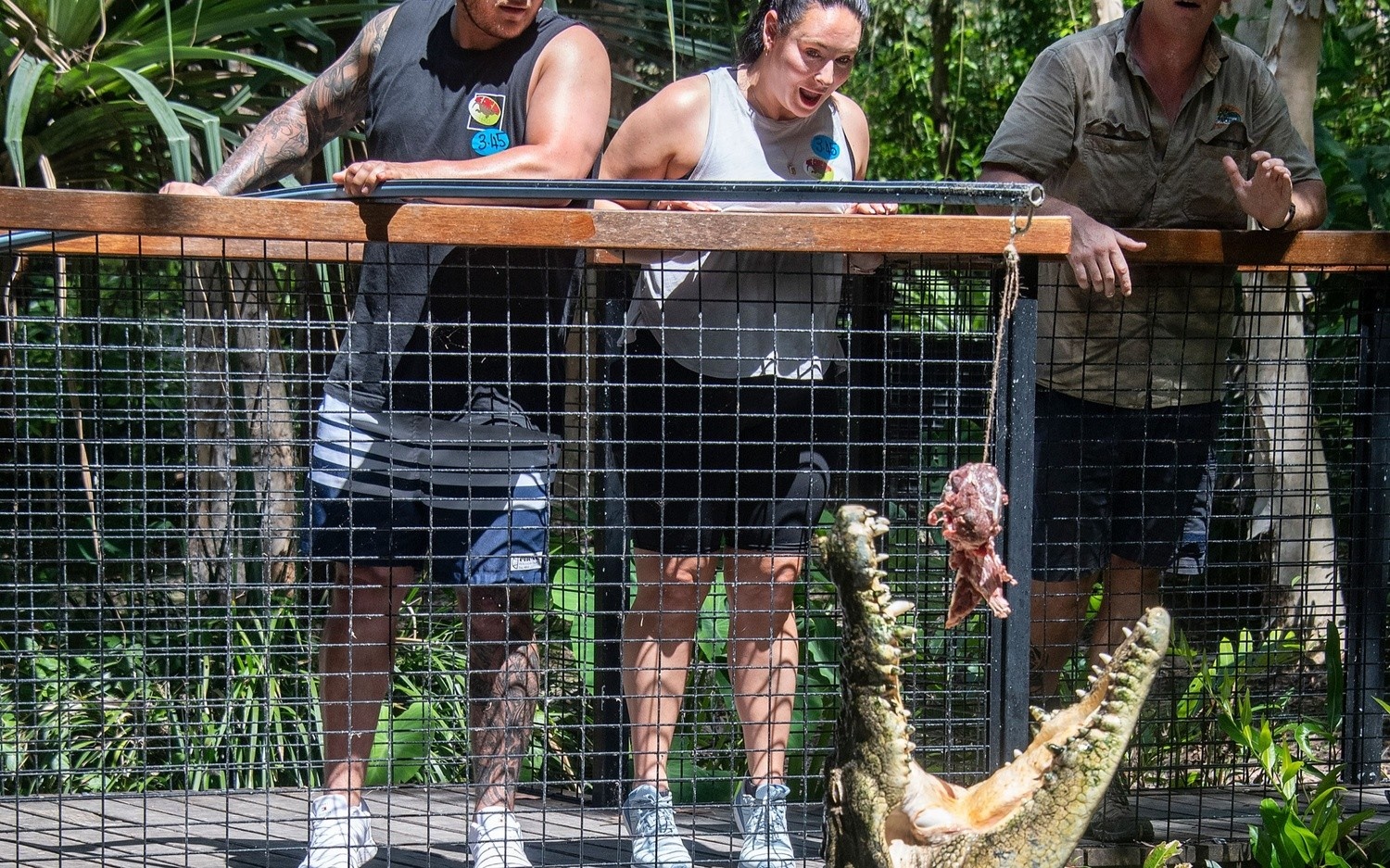 近距離接觸澳洲最兇猛的爬行動物，探索迷人的鱷魚世界。