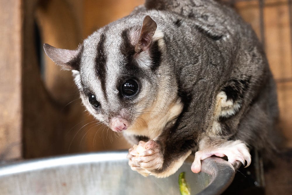 Ranger Red's 動物園遇見飛鼠體驗