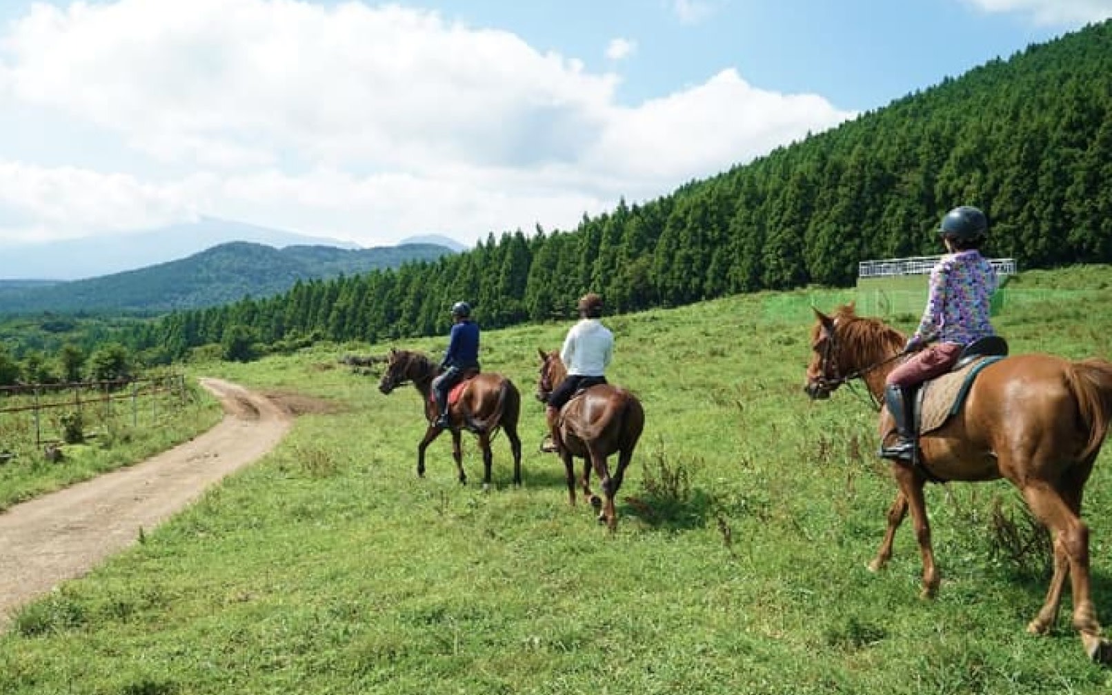 Jeju Horse Riding & Tangerine Peel Tea Day Experience