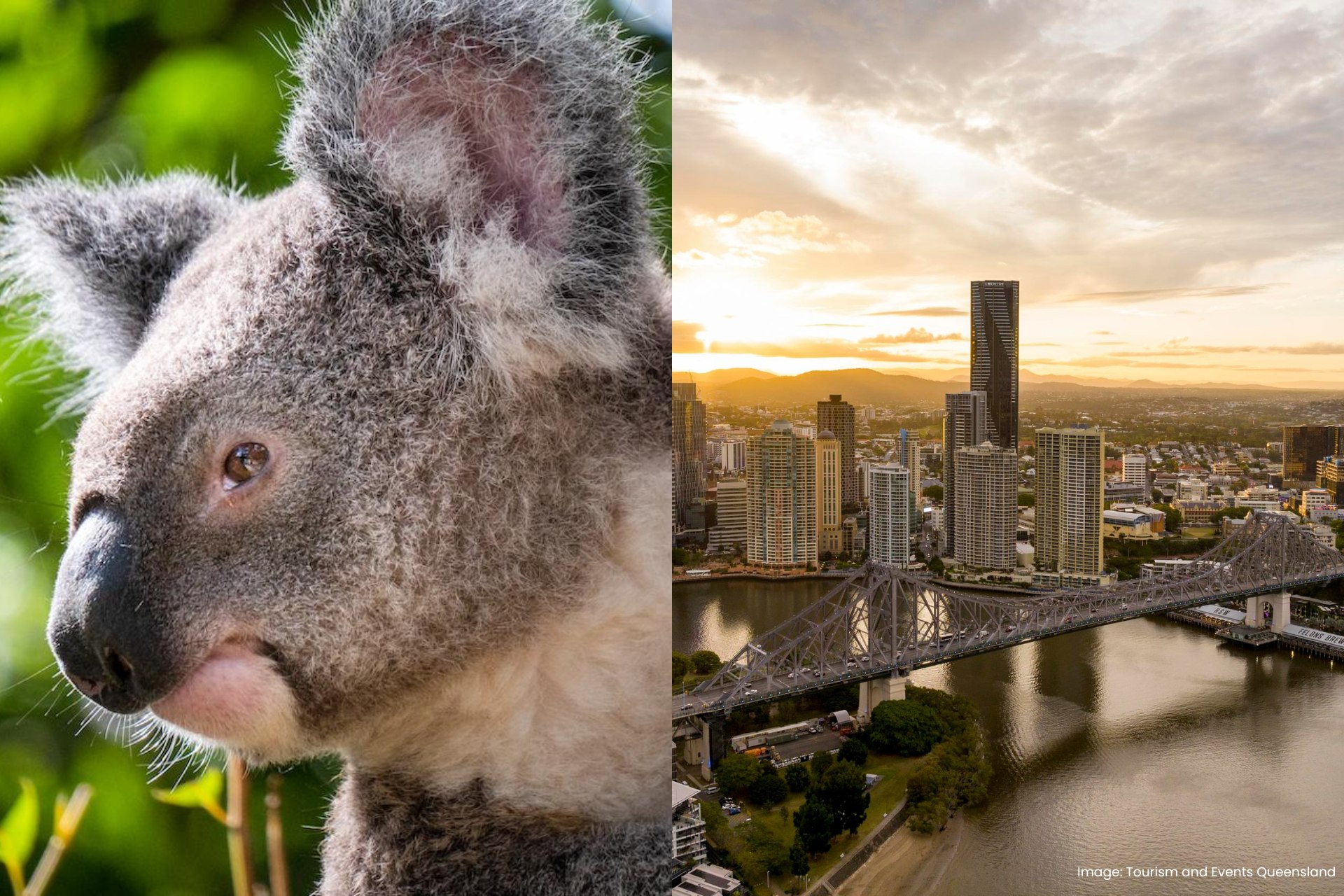 Brisbane City Highlight Tour with Entry to Lone Pine Koala Sanctuary