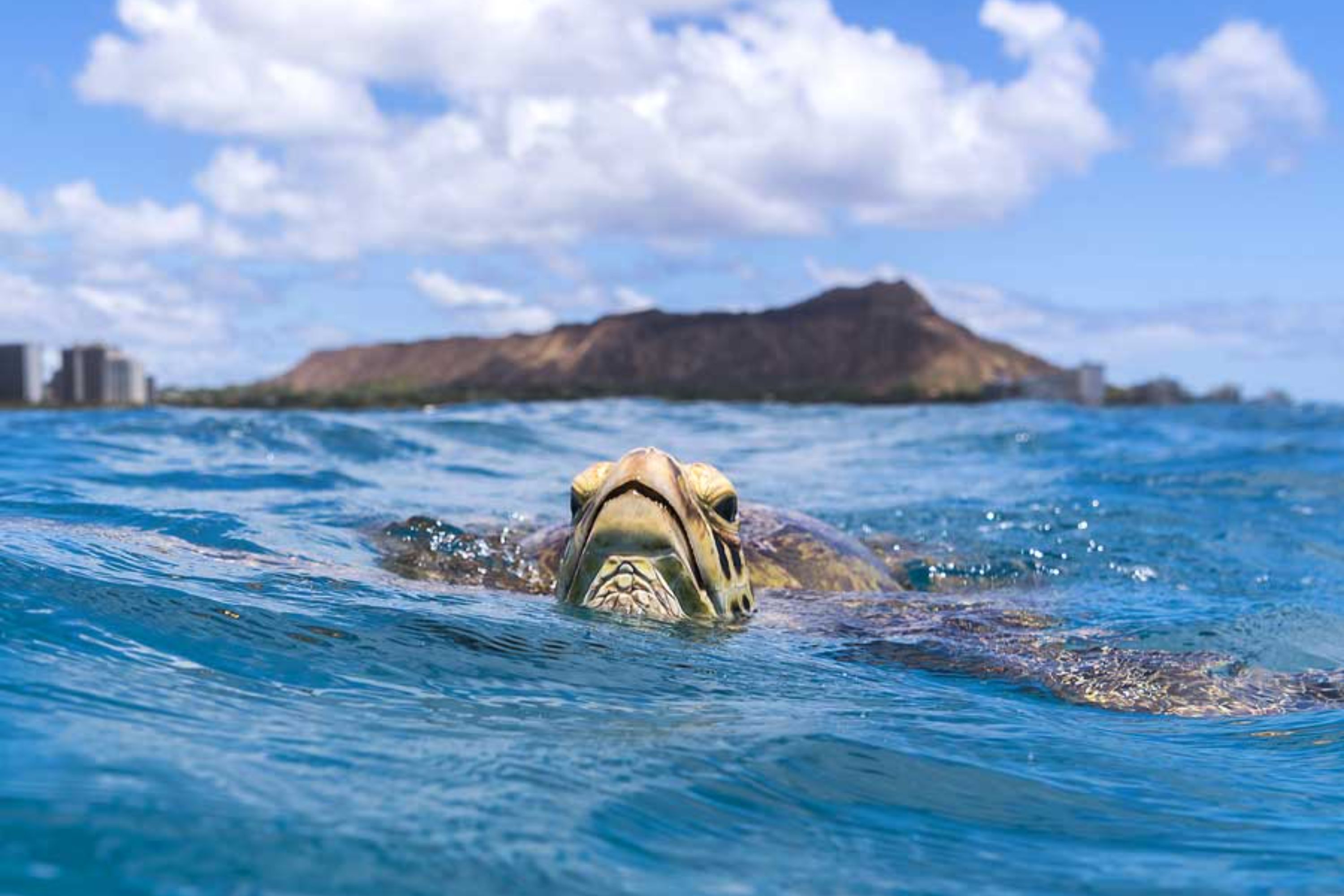 A sea turtle is gliding gracefully through the crystal-clear ocean, surrounded by vibrant marine life