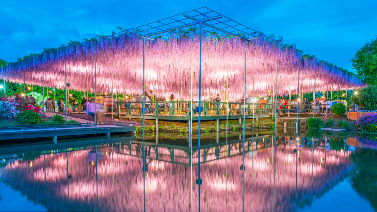 足利花卉公園的紫藤花架覆滿紫瀑,燈光暈染下更顯柔媚,花影倒映在池面,與岸邊綠植、休憩人群相映,交織成 CNN 認證的夢幻夜境。 足利花卉公園的紫藤花架覆滿紫瀑,燈光暈染下更顯柔媚,花影倒映在池面,與岸邊綠植、休憩人群相映,交織成 CNN 認證的夢幻夜境。