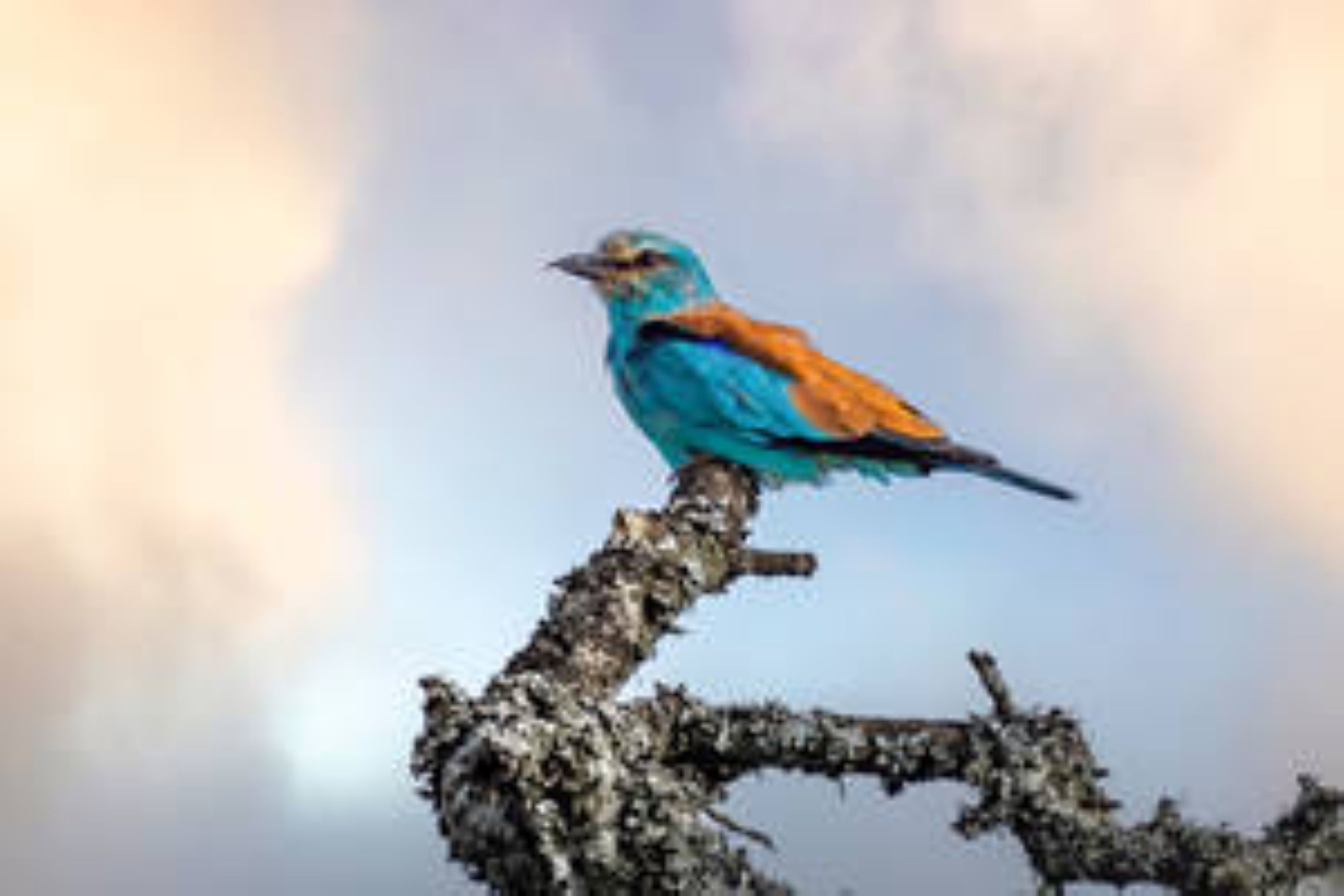 Full Day Guided Big 5 Safari - Lunch Included