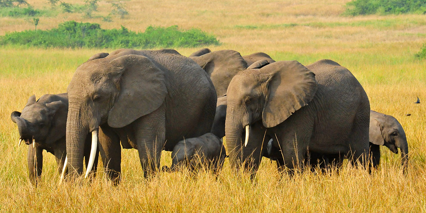 Best of Kenya: 6-Day Guided Safari to Amboseli, Nakuru & Masai Mara