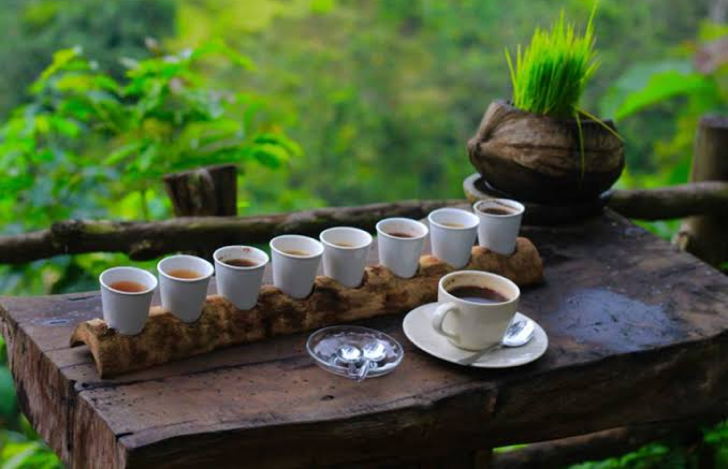 Cofee Bali