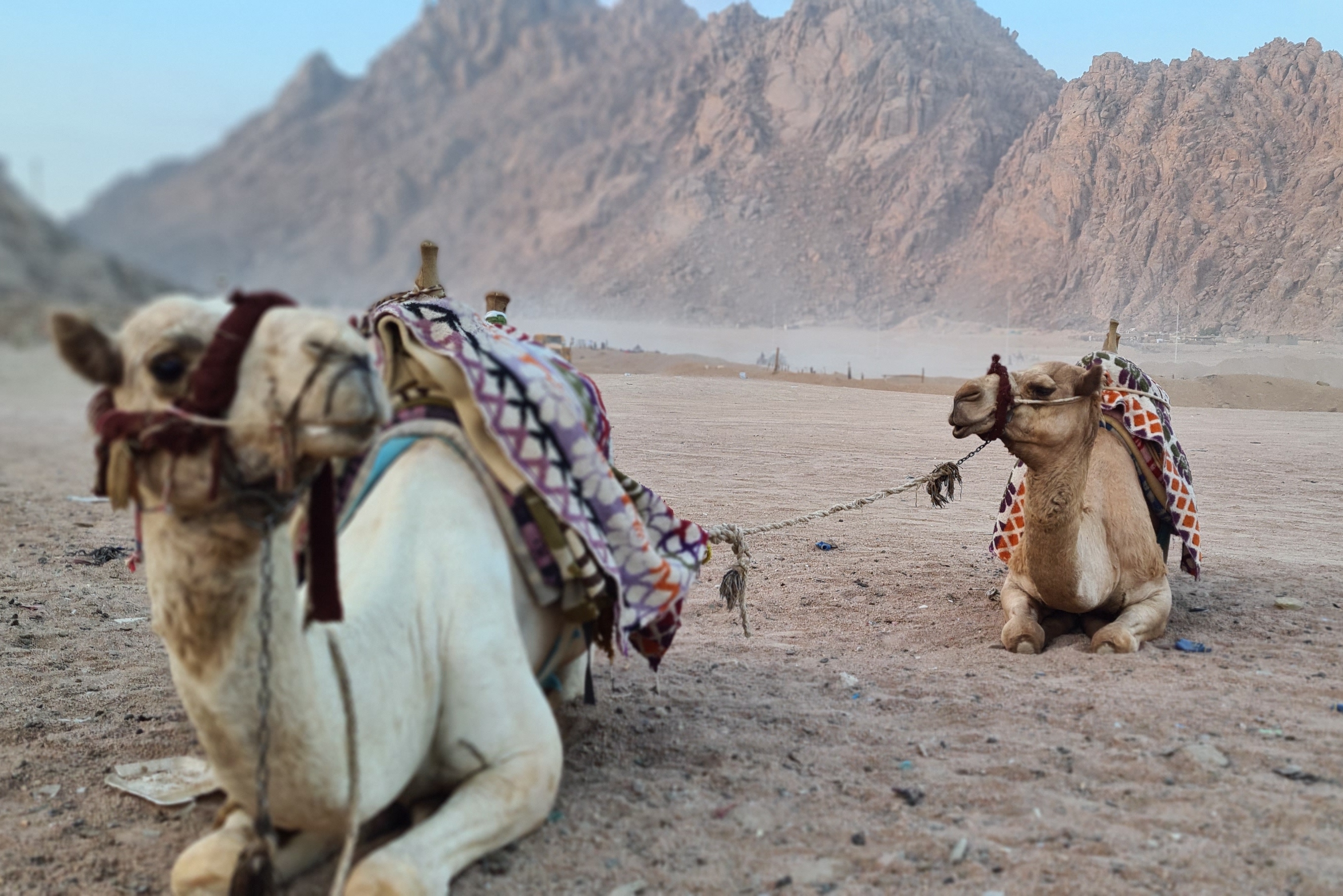 ATV and Bedouin Tour with BBQ Dinner from Sharm El Sheikh