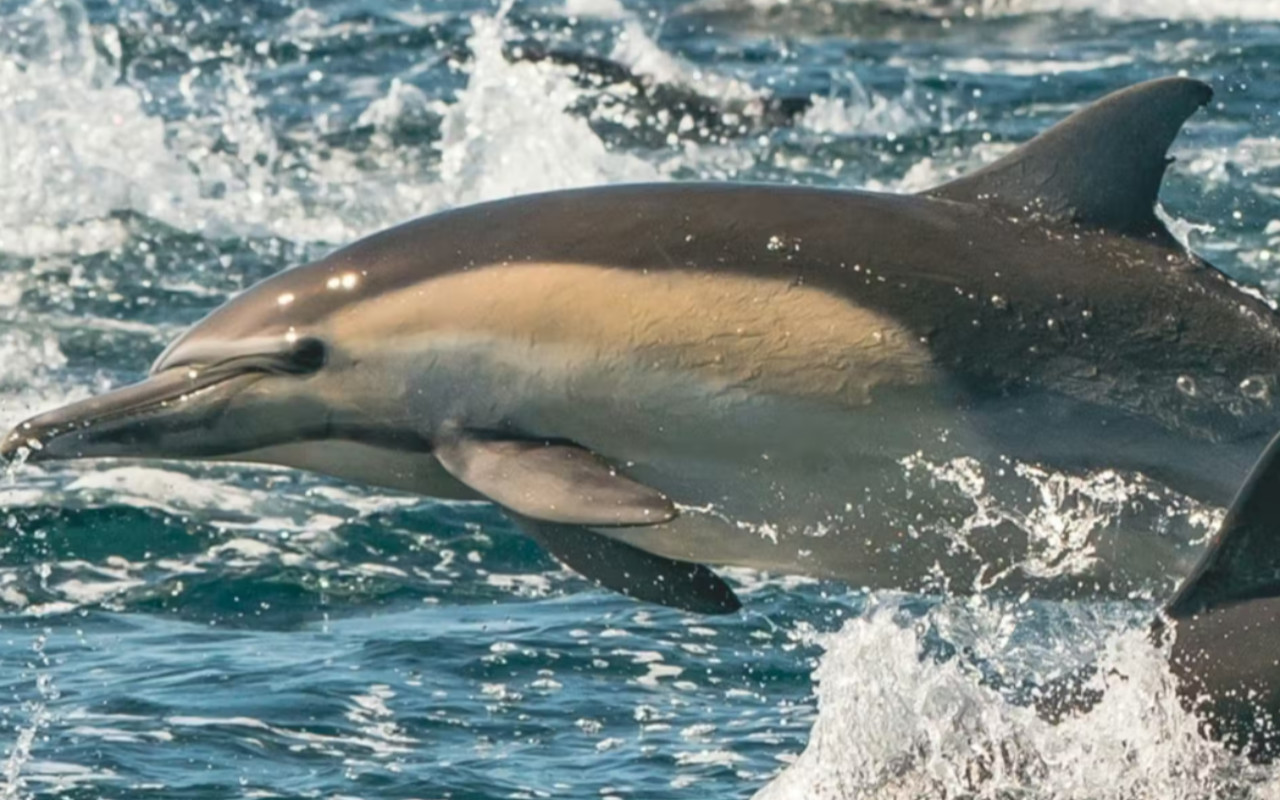 Newport Beach Year Round Whale & Dolphin Watching Cruise Experience