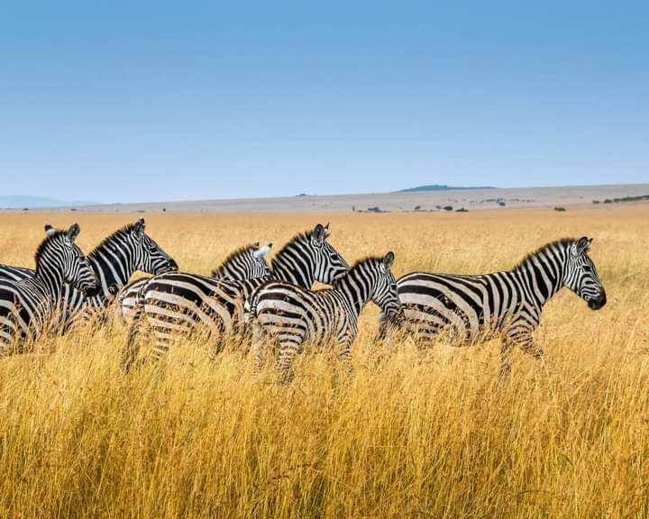 8 Days of Wildlife & Wonder: Kenya’s Best Safari Destinations