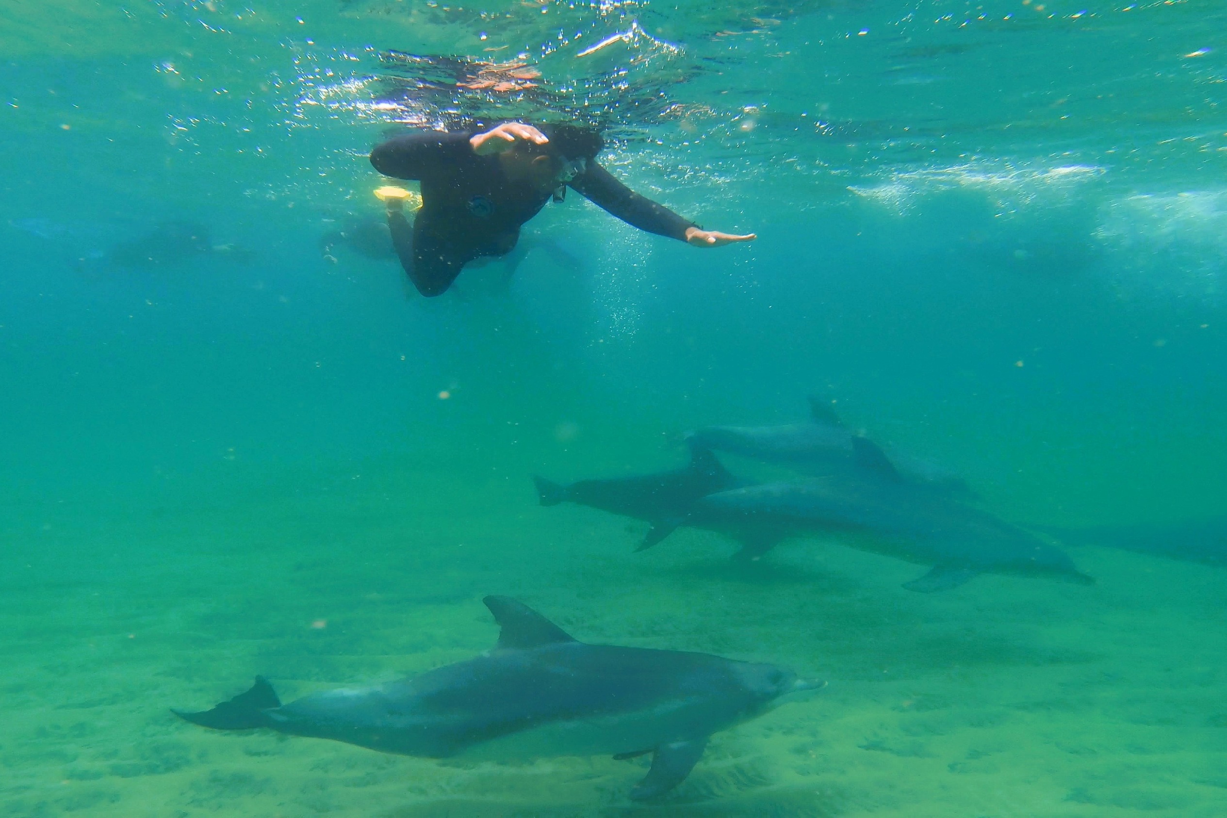 Swim with Wild Dolphins Experience in Bunbury