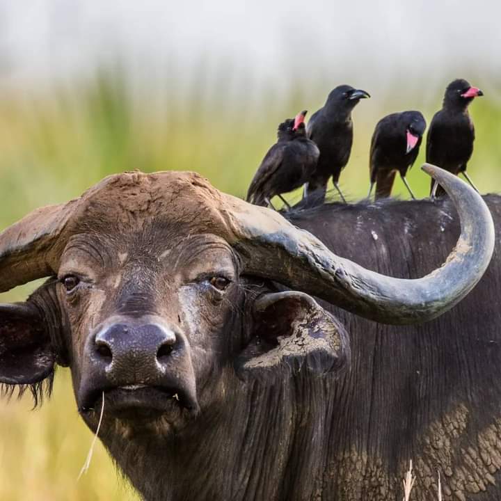 "Mutual Friends: The Buffalo and Its Trusty Oxpecker"
