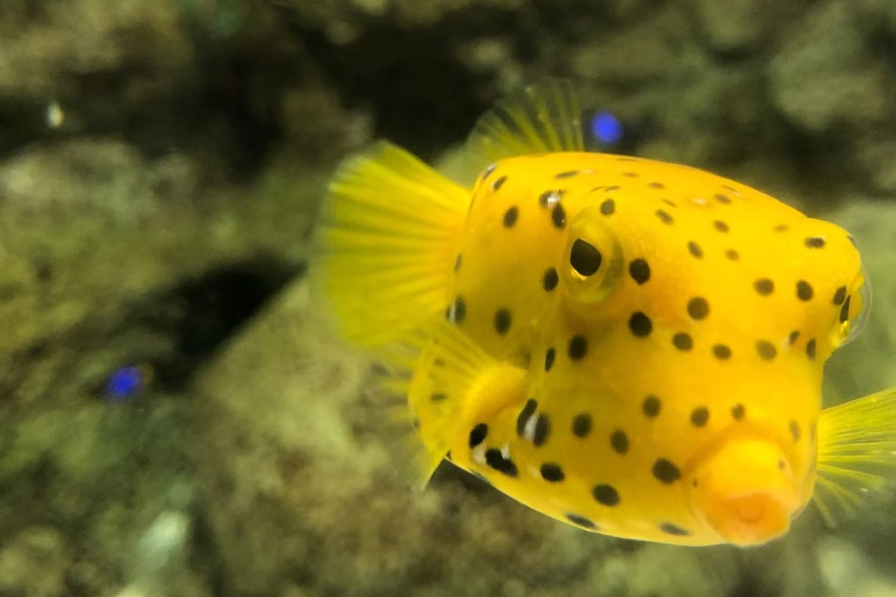 蘭薩羅特水族館門票