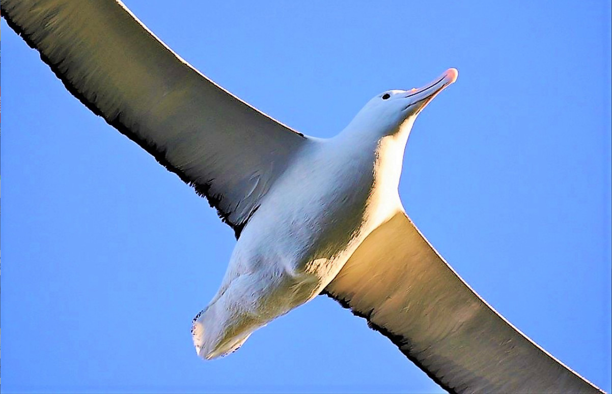 [SALE] Explore Royal Albatross Centre with 5 Discount Ticket KD