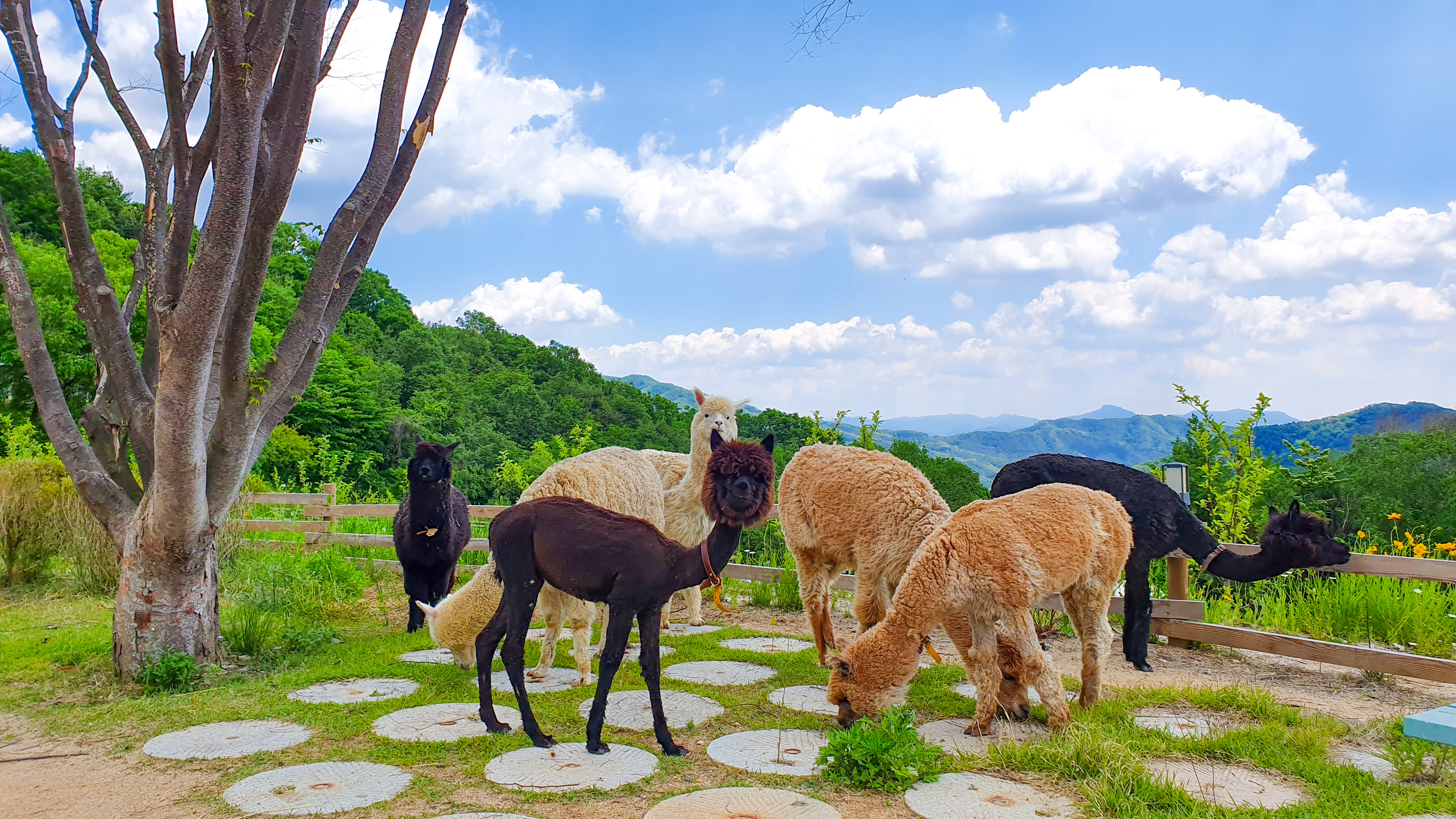 來這座森林動物園，感受季節限定的迷人魅力。