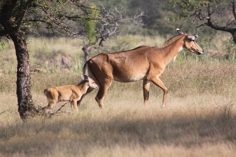 Stotted Deer in Ranthambore National Park