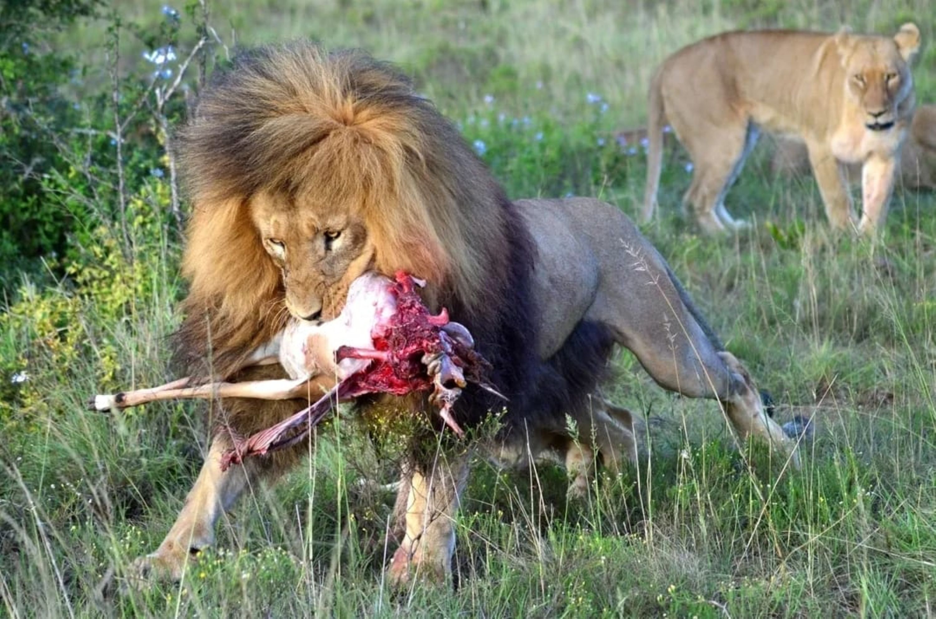 Game Drive Schotia Game Reserve (Open Safari Vehicle)