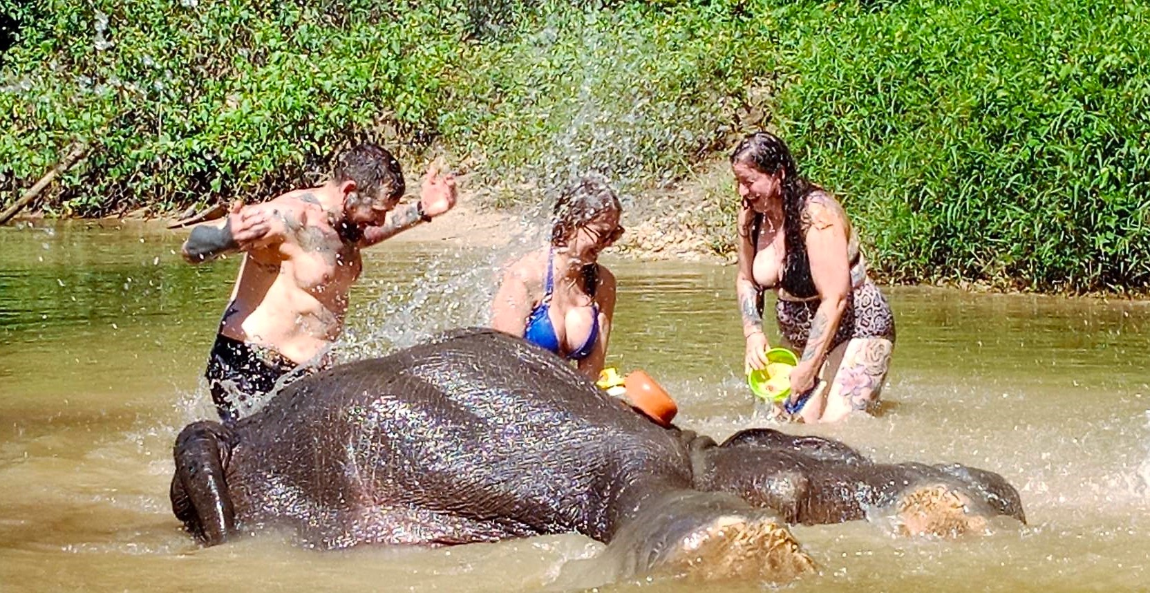 Khaolak Elephant Interaction: Feeding - Bathing - Mud Spa - Walking