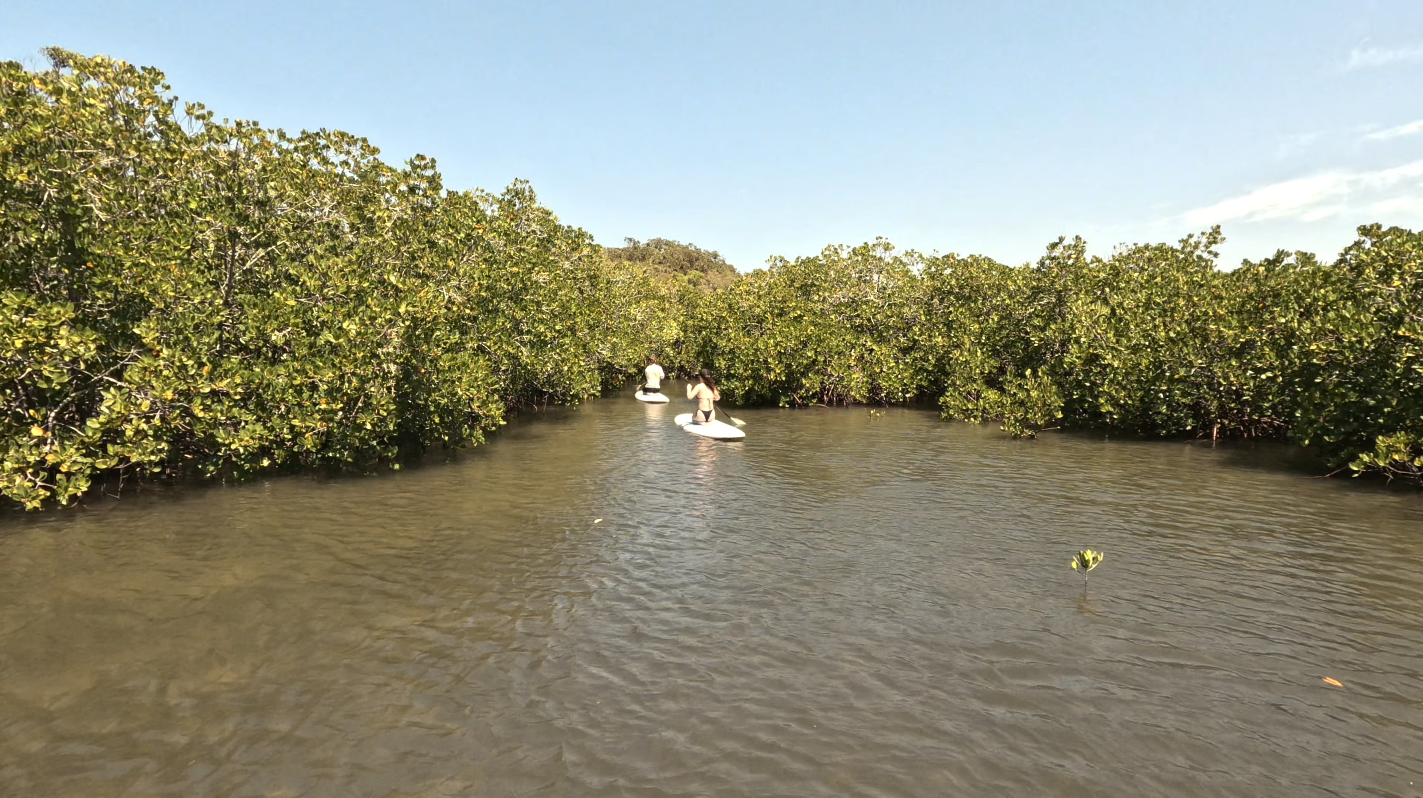 Noosa Stand Up Paddle &amp; Mangrove Tunnel Tour - Self Guided