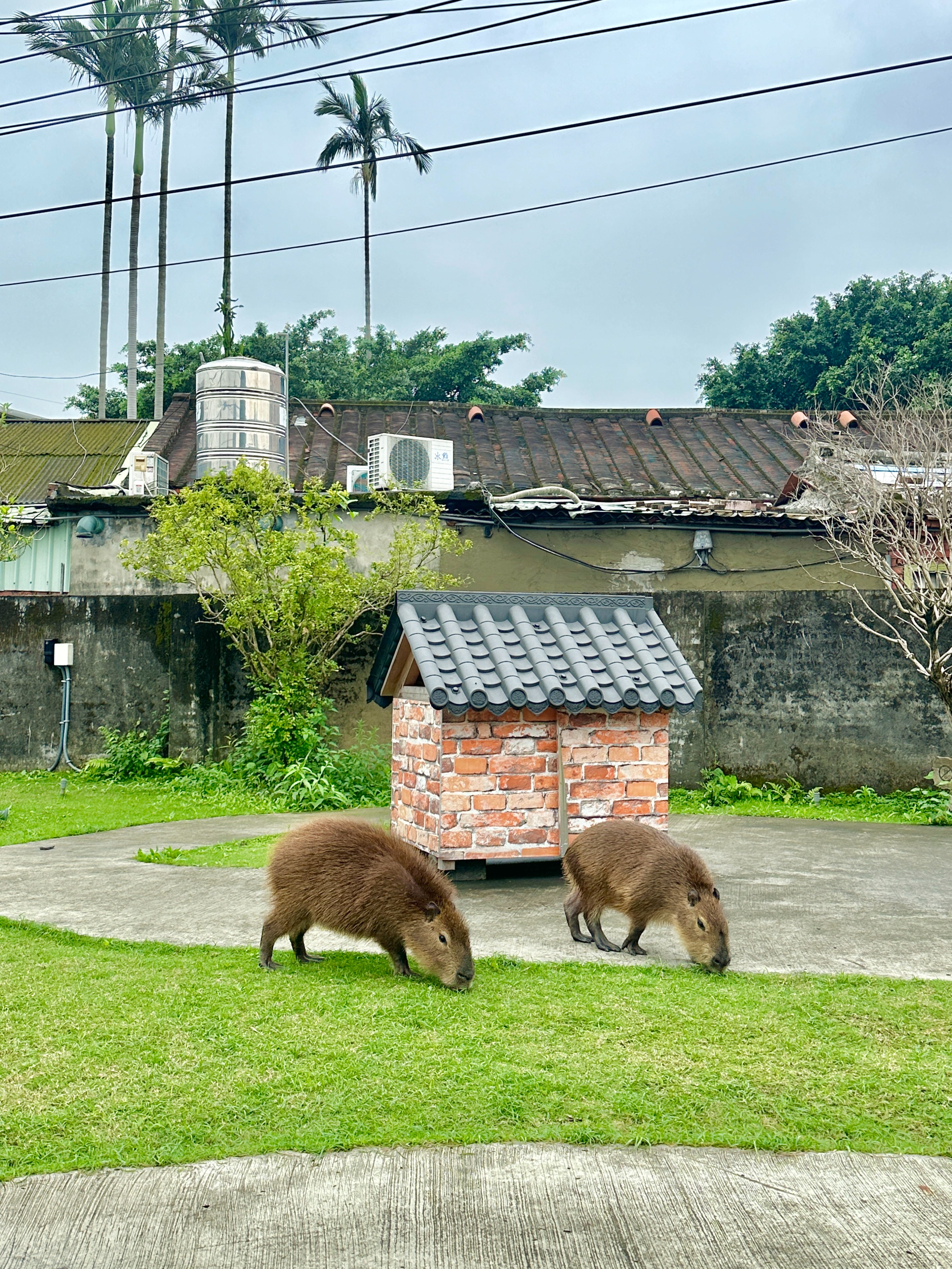 紅磚園邸親子餐廳｜水豚、狐獴陪你吃飯｜新北樹林區