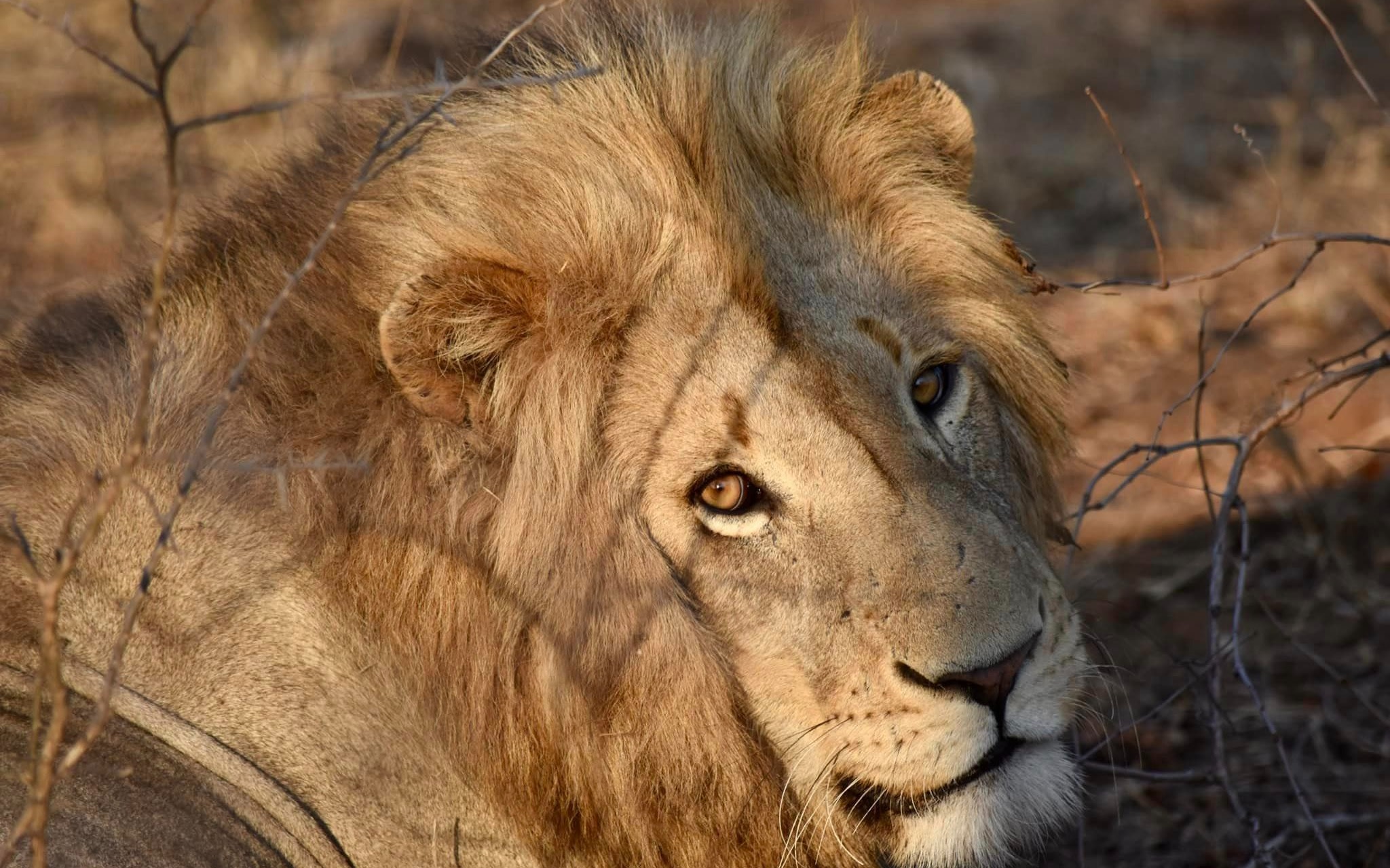 6 Days Masai Mara, Lake Nakuru, and Amboseli private safari.